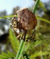 /album/araneidae/argiope-bruennichi-2-jpg/